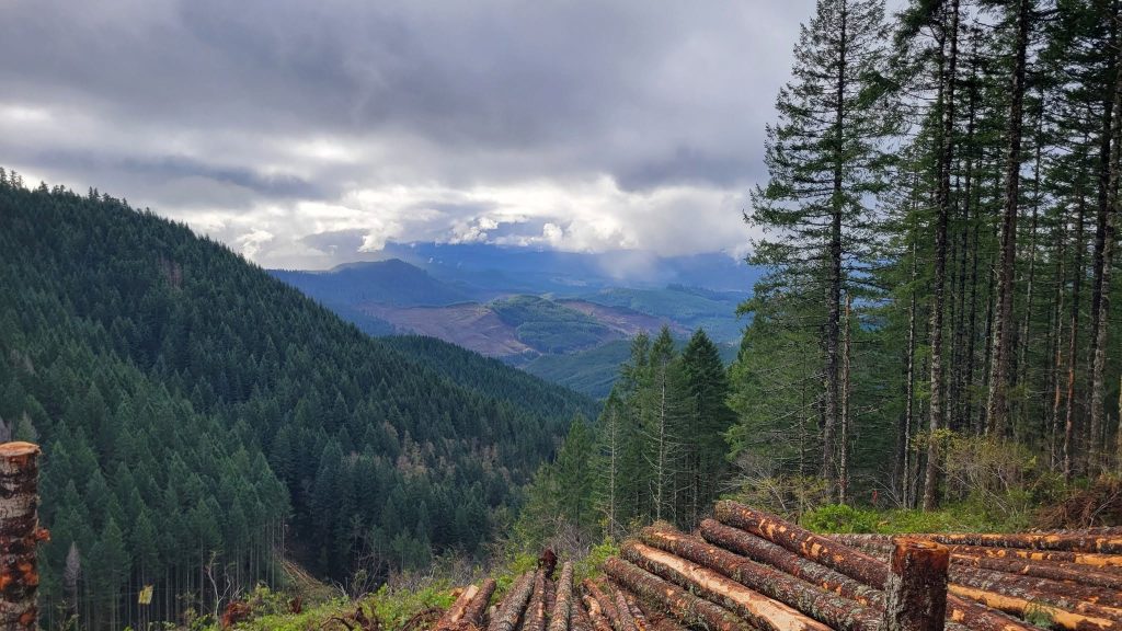 Crabtree Valley Oregon, Part Two, King Tut, Nefertiti, Douglas Fir, Timber Industry, BLM, Bureau of Land Management, Ancient Forest, Logging Industry, Spotted Owl, Oregon Economy, Mills Closing, Barred Owl, Northwest Forest Plan, Areas of Critical Environmental Concern, Conservation, Wildfire