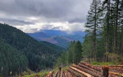 Oregon’s Timber Crisis Is Real And So Is the Threat to Its Ancient Forests
