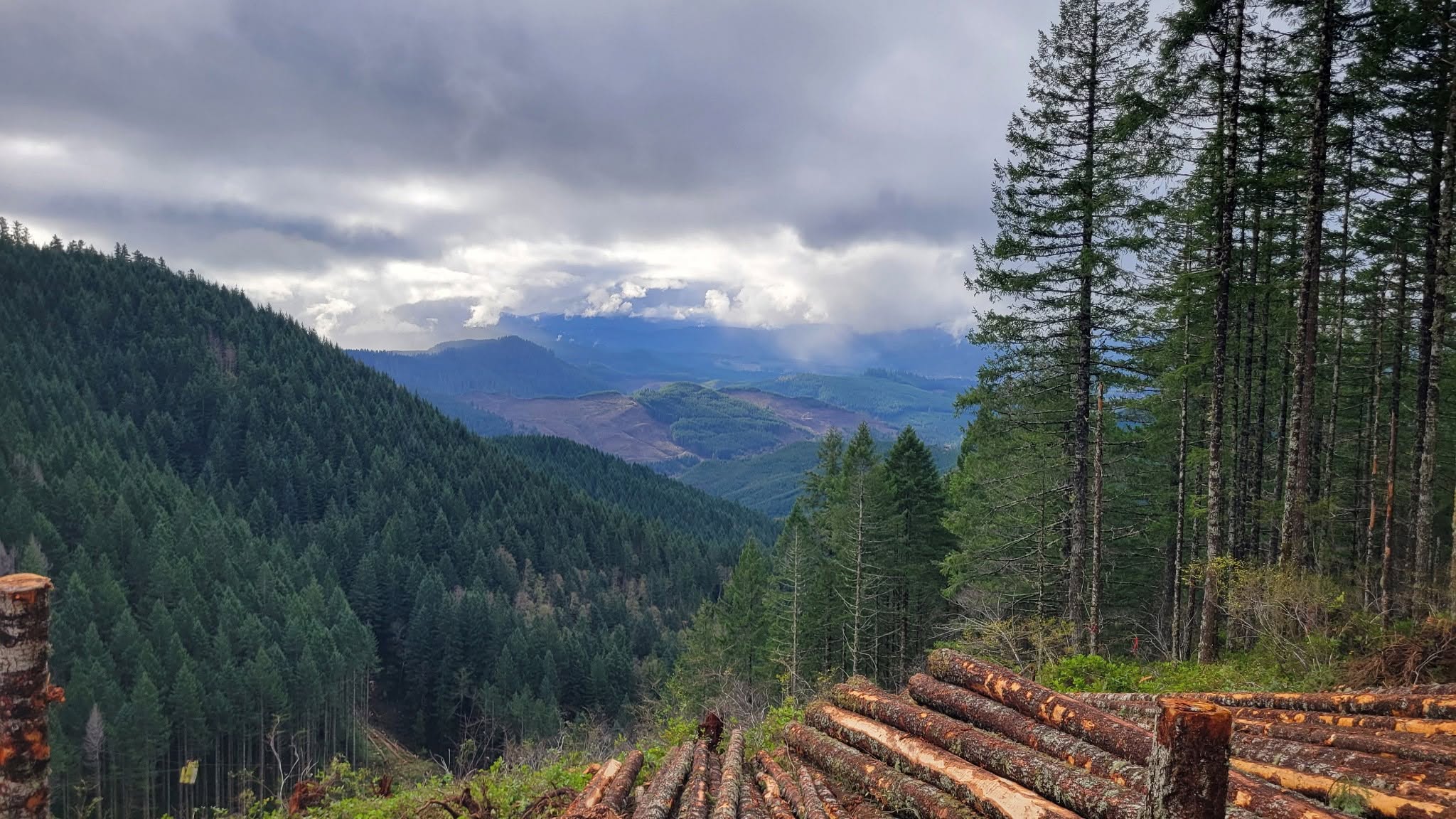 587882790_1409624461170224_7572754841797631522_n Crabtree Valley Oregon, Part Two, King Tut, Nefertiti, Douglas Fir, Timber Industry, BLM, Bureau of Land Management, Ancient Forest, Logging Industry, Spotted Owl, Oregon Economy, Mills Closing, Barred Owl, Northwest Forest Plan, Areas of Critical Environmental Concern, Conservation