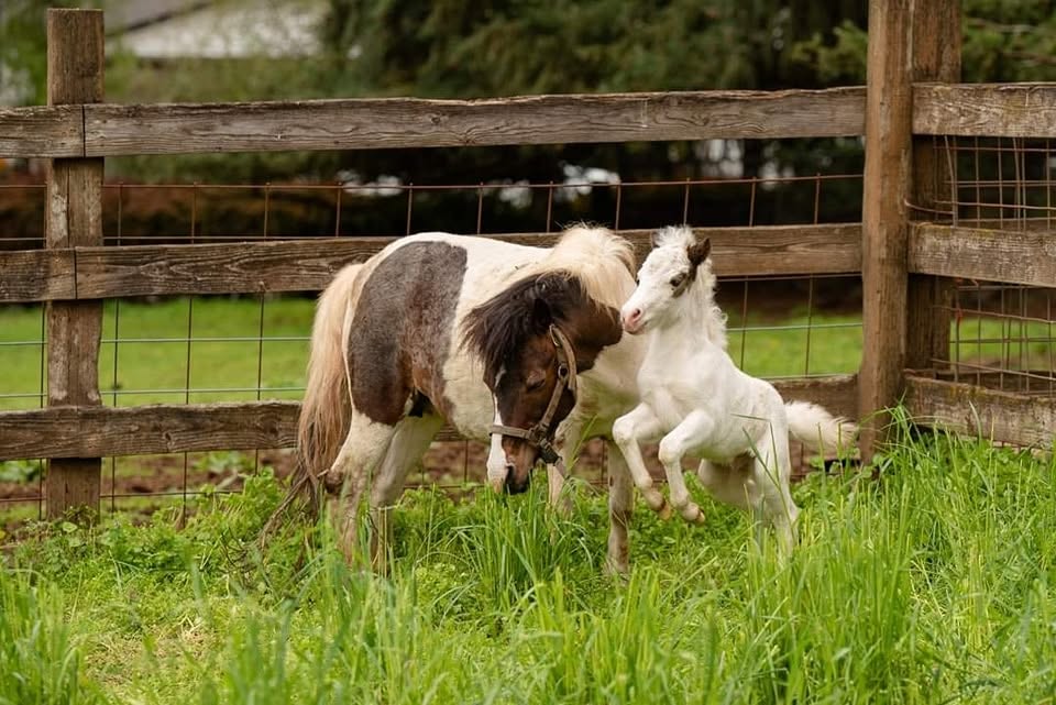 Tollen Farm, wilsonville oregon, willamette valley, miniature donkeys, farm tours, family fun, things to do, places to go, mini horses, working farm, gardens, orchard, animals, activities for kids, antique shop, by appointment