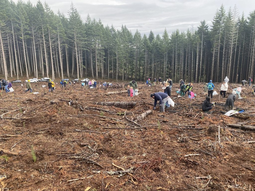 Crabtree Valley Oregon, Part Two, King Tut, Nefertiti, Douglas Fir, Timber Industry, BLM, Bureau of Land Management, Ancient Forest, Logging Industry, Spotted Owl, Oregon Economy, Mills Closing, Barred Owl, Northwest Forest Plan, Areas of Critical Environmental Concern, Conservation, Wildfire