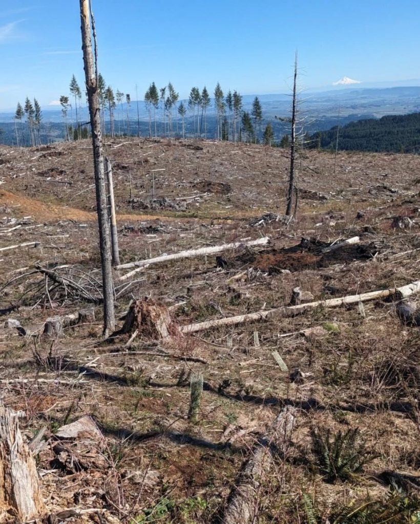 Crabtree Valley Oregon, Part Two, King Tut, Nefertiti, Douglas Fir, Timber Industry, BLM, Bureau of Land Management, Ancient Forest, Logging Industry, Spotted Owl, Oregon Economy, Mills Closing, Barred Owl, Northwest Forest Plan, Areas of Critical Environmental Concern, Conservation