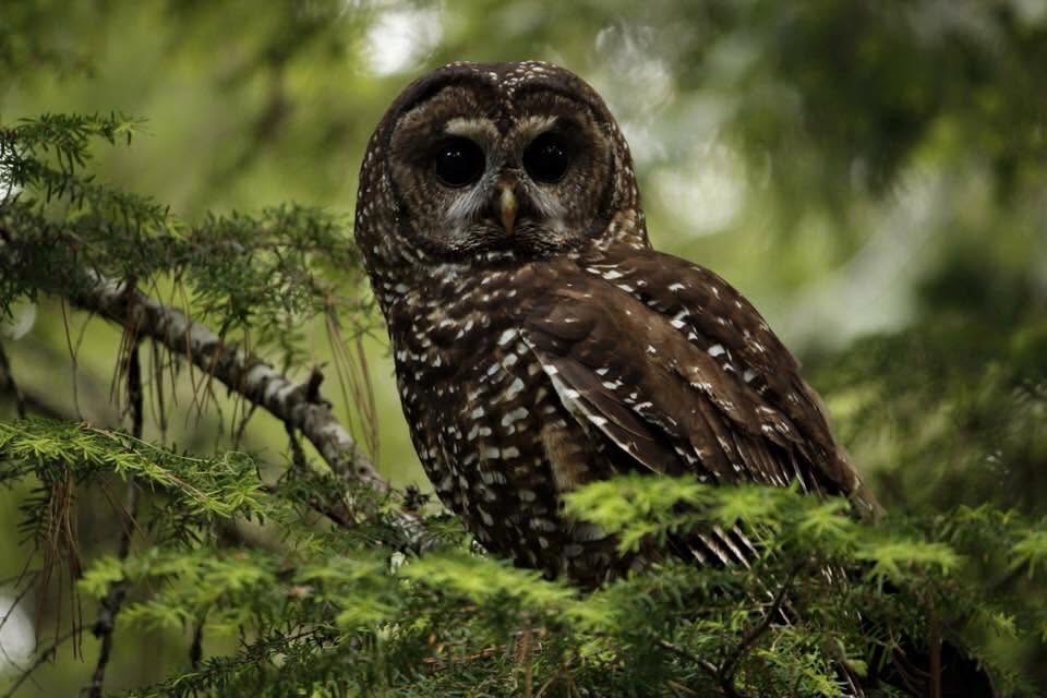 Crabtree Valley Oregon, Part Two, King Tut, Nefertiti, Douglas Fir, Timber Industry, BLM, Bureau of Land Management, Ancient Forest, Logging Industry, Spotted Owl, Oregon Economy, Mills Closing, Barred Owl, Northwest Forest Plan, Areas of Critical Environmental Concern, Conservation