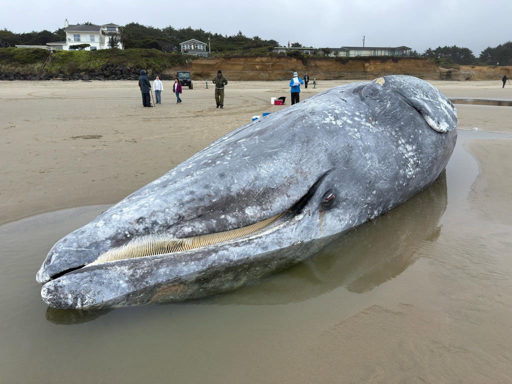 gray whale, rising deaths 2026, pacific coast, PNW, catastrophic mortality event, oregon, washington state, california, alaska, british columbia, NOAA, OSU, Siletz tribe, cascadia research collective