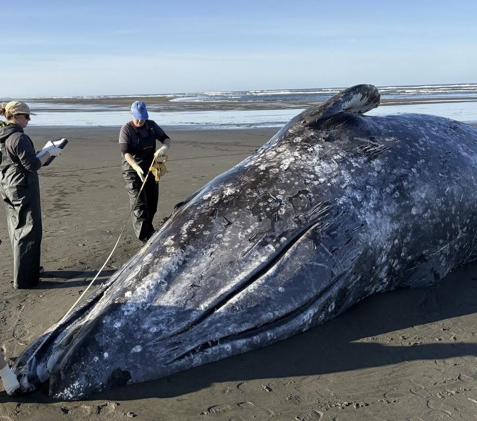 gray whale, rising deaths 2026, pacific coast, PNW, catastrophic mortality event, oregon, washington state, california, alaska, british columbia, NOAA, OSU, Siletz tribe