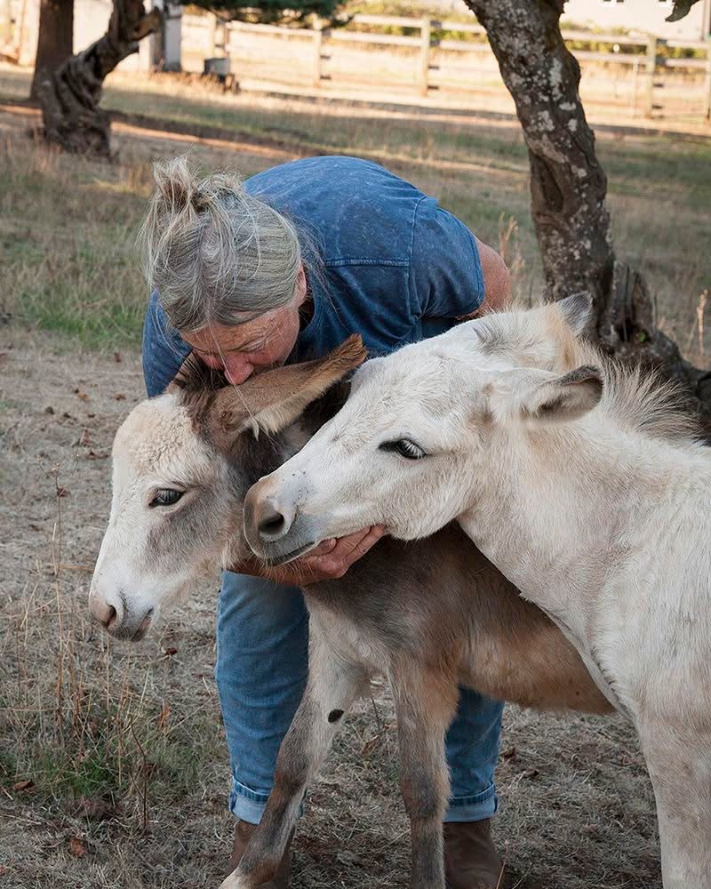 Tollen Farm, wilsonville oregon, willamette valley, miniature donkeys, farm tours, family fun, things to do, places to go, mini horses, working farm, gardens, orchard, animals, activities for kids, antique shop, by appointment