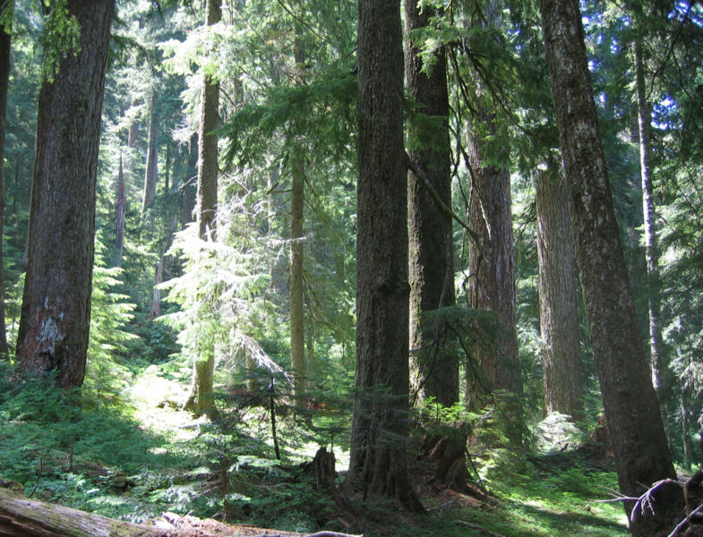 crabtree lake, oregon cascades, ancient forest, old growth, giant douglas fir trees, nefertiti, king tut, off trail hiking, not for beginners, conservation, threatened forest, wilderness hikes, santiam state forest, 600-1000 years old