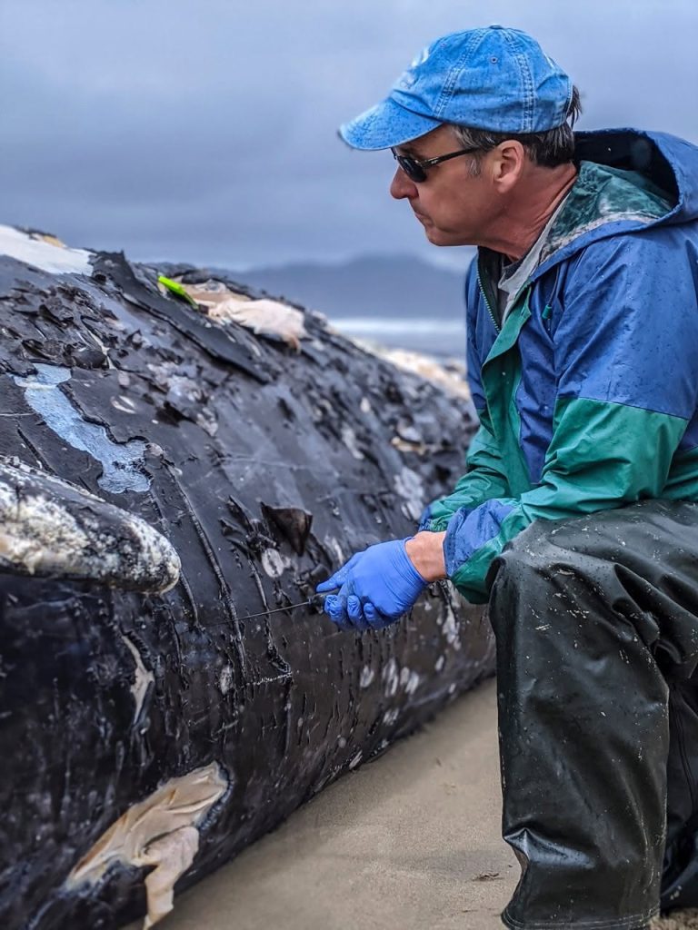 gray whale, rising deaths 2026, pacific coast, PNW, catastrophic mortality event, oregon, washington state, california, alaska, british columbia, NOAA, OSU, Siletz tribe, cascadia research collective