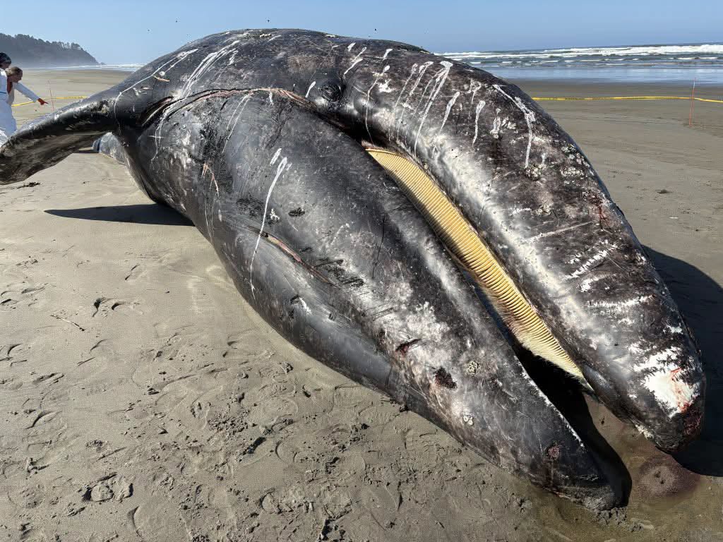 gray whale, rising deaths 2026, pacific coast, PNW, catastrophic mortality event, oregon, washington state, california, alaska, british columbia, NOAA, OSU, Siletz tribe