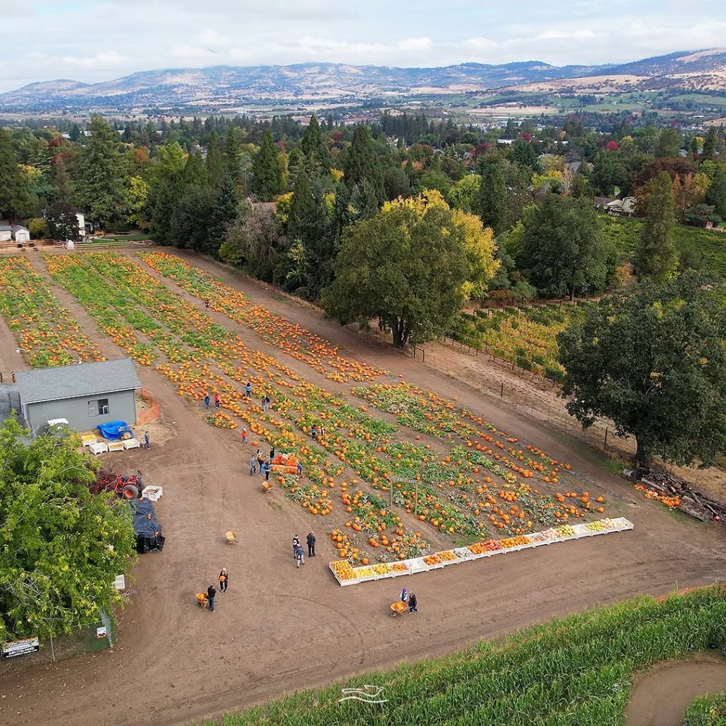 An aerial photo of the farm during the harvest festival. Rows of pumpkins are lined up in a field as leaves begin to change to hues of yellow, red and orange.