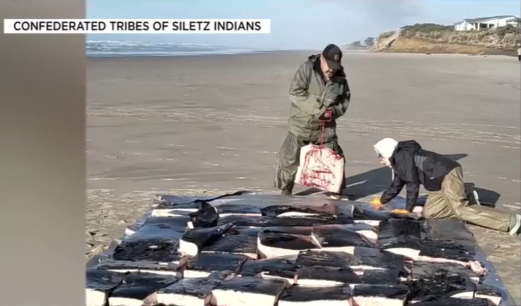 gray whale, rising deaths 2026, pacific coast, PNW, catastrophic mortality event, oregon, washington state, california, alaska, british columbia, NOAA, OSU, Siletz tribe, cascadia research collective