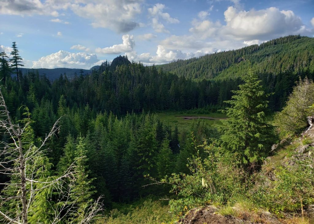 crabtree lake, oregon cascades, ancient forest, old growth, giant douglas fir trees, nefertiti, king tut, off trail hiking, not for beginners, conservation, threatened forest, wilderness hikes, santiam state forest, 600-1000 years old