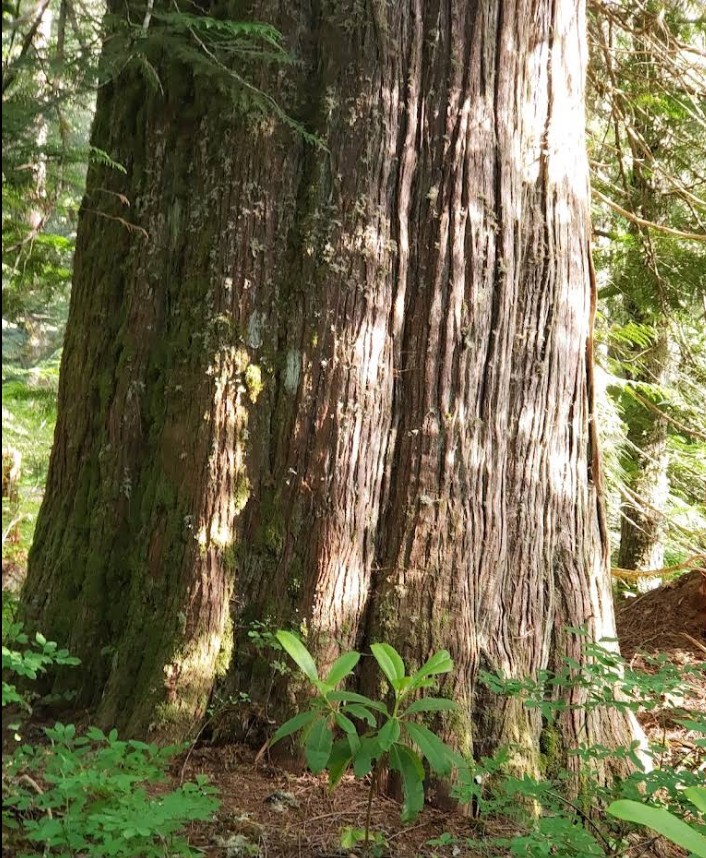 crabtree lake, oregon cascades, ancient forest, old growth, giant douglas fir trees, nefertiti, king tut, off trail hiking, not for beginners, conservation, threatened forest, wilderness hikes, santiam state forest, 600-1000 years old