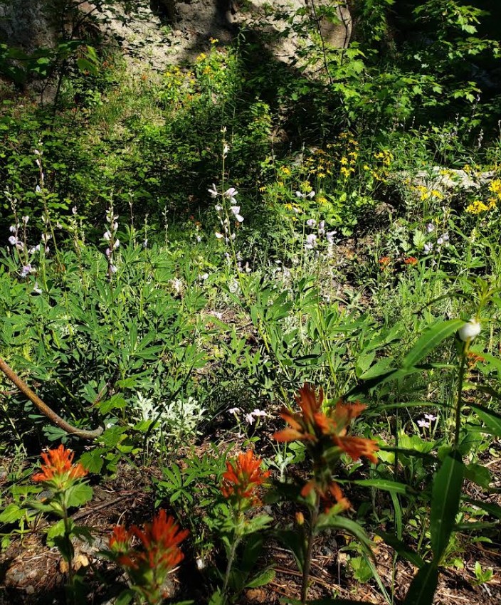 crabtree lake, oregon cascades, ancient forest, old growth, giant douglas fir trees, nefertiti, king tut, off trail hiking, not for beginners, conservation, threatened forest, wilderness hikes, santiam state forest, 600-1000 years old, wildflowers