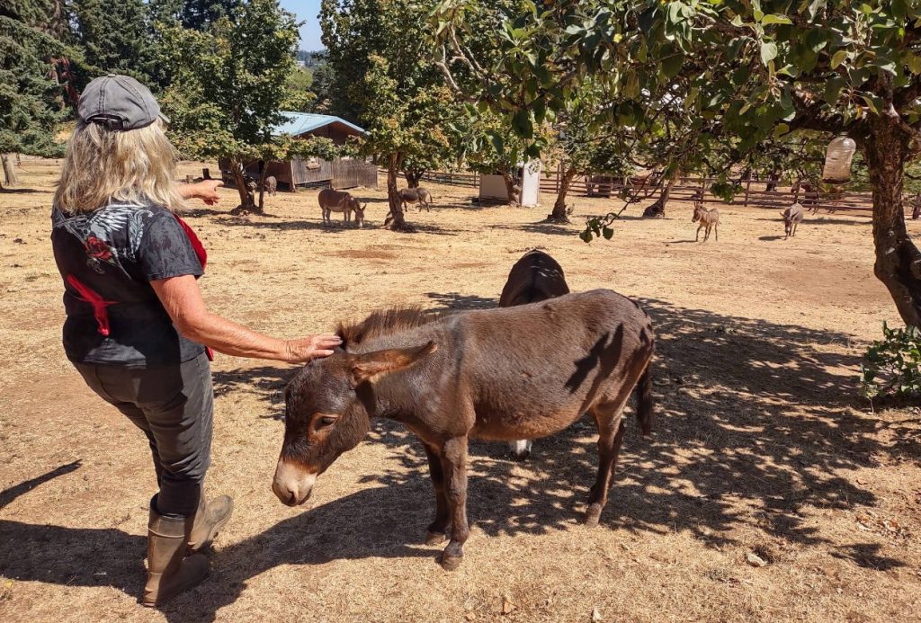 Tollen Farm, wilsonville oregon, willamette valley, miniature donkeys, farm tours, family fun, things to do, places to go, mini horses, working farm, gardens, orchard, animals, activities for kids, antique shop, by appointment