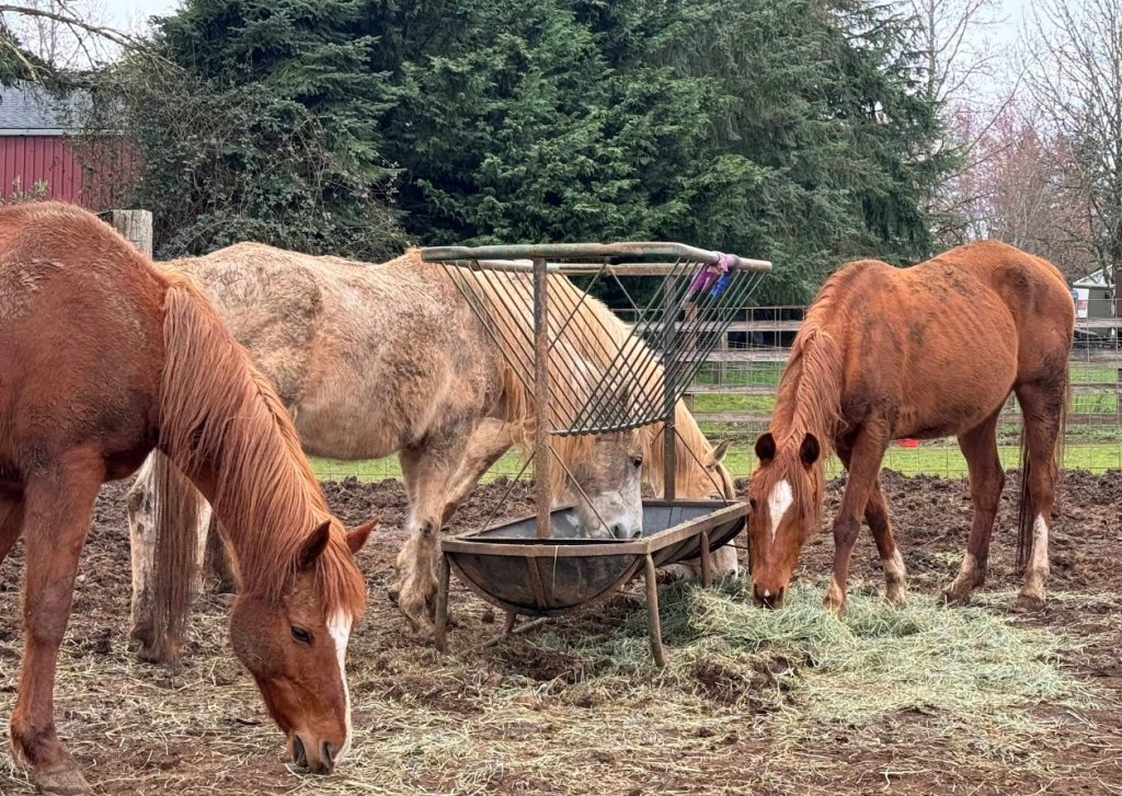 Tollen Farm, wilsonville oregon, willamette valley, miniature donkeys, farm tours, family fun, things to do, places to go, mini horses, working farm, gardens, orchard, animals, activities for kids, antique shop, by appointment