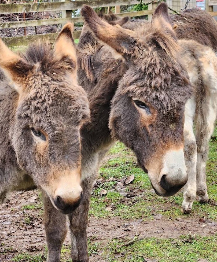 Tollen Farm, wilsonville oregon, willamette valley, miniature donkeys, farm tours, family fun, things to do, places to go, mini horses, working farm, gardens, orchard, animals, activities for kids, antique shop, by appointment