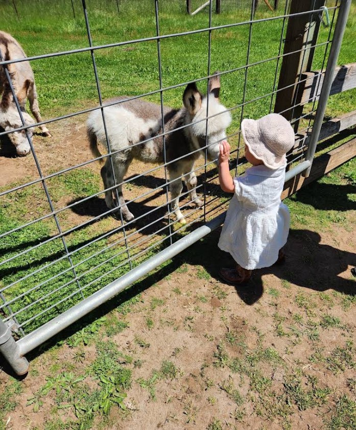 Tollen Farm, wilsonville oregon, willamette valley, miniature donkeys, farm tours, family fun, things to do, places to go, mini horses, working farm, gardens, orchard, animals, activities for kids, antique shop, by appointment