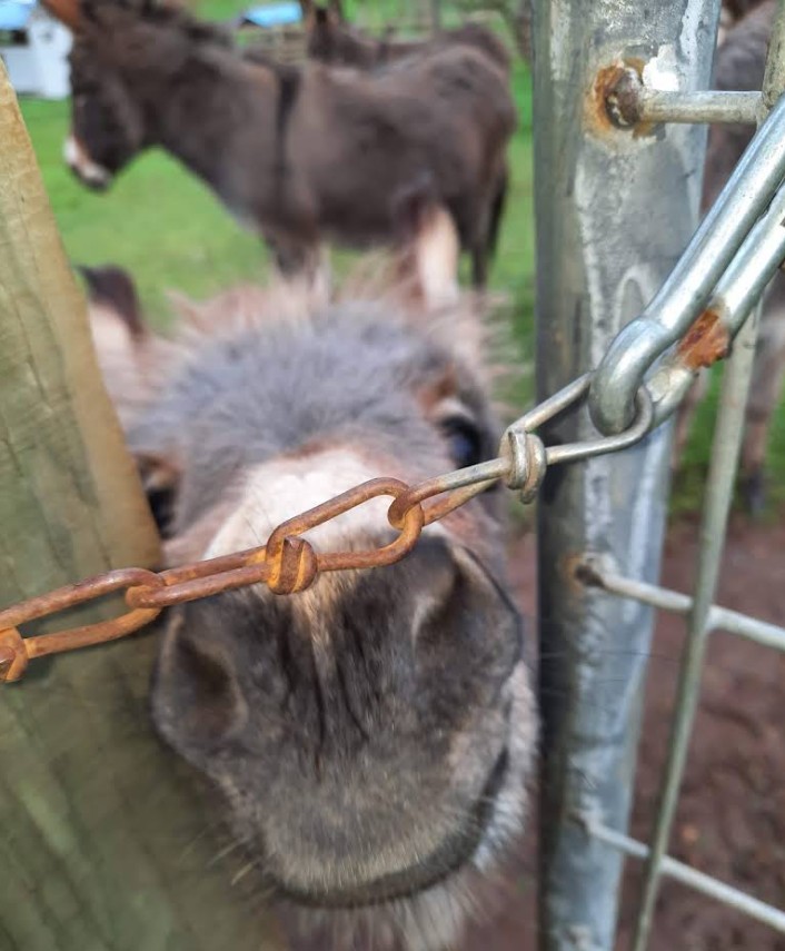 Tollen Farm, wilsonville oregon, willamette valley, miniature donkeys, farm tours, family fun, things to do, places to go, mini horses, working farm, gardens, orchard, animals, activities for kids, antique shop, by appointment