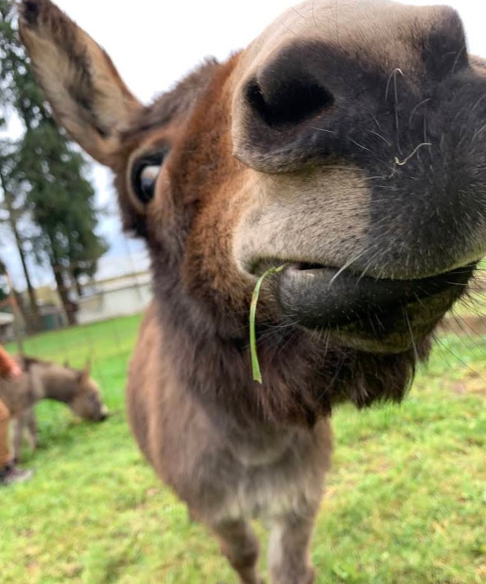 Tollen Farm, wilsonville oregon, willamette valley, miniature donkeys, farm tours, family fun, things to do, places to go, mini horses, working farm, gardens, orchard, animals, activities for kids, antique shop, by appointment