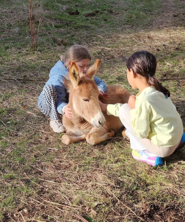Tollen Farm, wilsonville oregon, willamette valley, miniature donkeys, farm tours, family fun, things to do, places to go, mini horses, working farm, gardens, orchard, animals, activities for kids, antique shop, by appointment