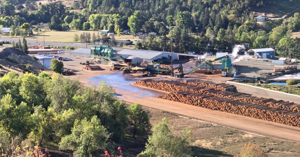 Crabtree Valley Oregon, Part Two, King Tut, Nefertiti, Douglas Fir, Timber Industry, BLM, Bureau of Land Management, Ancient Forest, Logging Industry, Spotted Owl, Oregon Economy, Mills Closing, Barred Owl, Northwest Forest Plan, Areas of Critical Environmental Concern, Conservation
