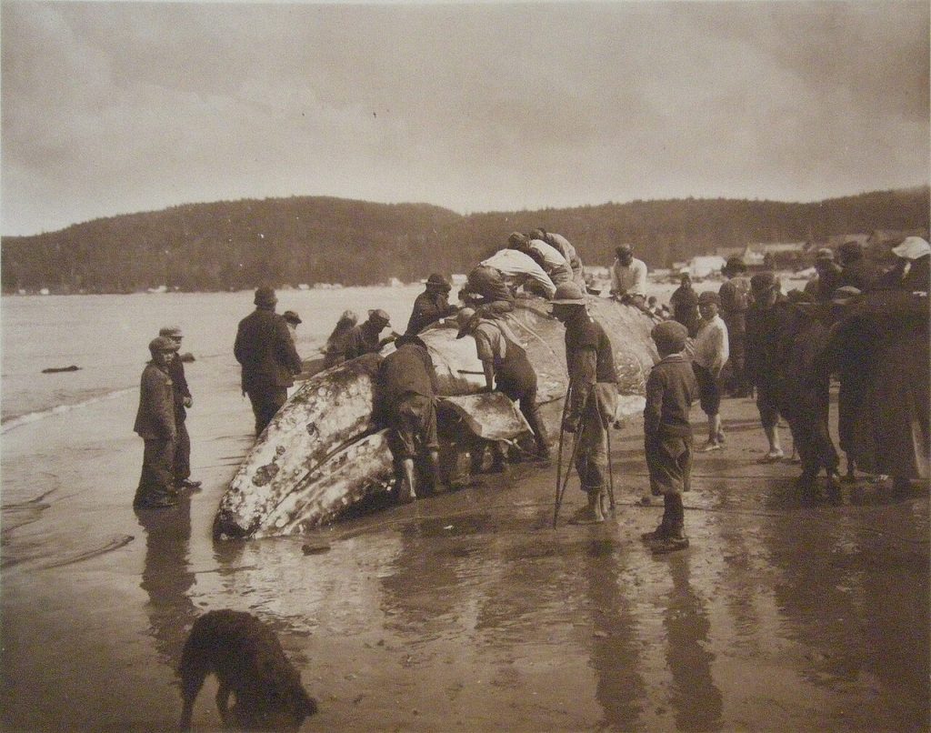 gray whale, rising deaths 2026, pacific coast, PNW, catastrophic mortality event, oregon, washington state, california, alaska, british columbia, NOAA, OSU, Siletz tribe, cascadia research collective