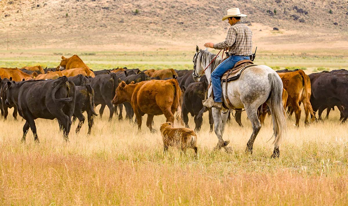 Paulina,,Oregon,-,8-6-2008:,A,Cowboy,And,His,Dog,Are cowboy and dog eastern oregon