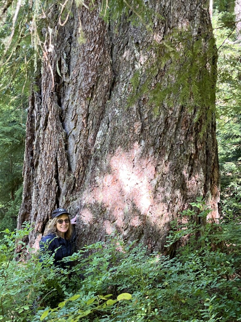 crabtree lake, oregon cascades, ancient forest, old growth, giant douglas fir trees, nefertiti, king tut, off trail hiking, not for beginners, conservation, threatened forest, wilderness hikes, santiam state forest, 600-1000 years old