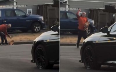 Coward Caught on Camera Punching a Defenseless Dog in Salem