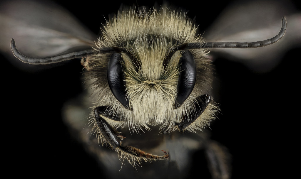 bees, oregon, humor, unofficial field guide, insects, mason bees, friend or foe, yellowjackets, bald faced hornet, PNW species