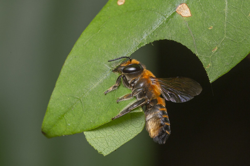 bees, oregon, humor, unofficial field guide, insects, mason bees, friend or foe, yellowjackets, bald faced hornet, PNW species