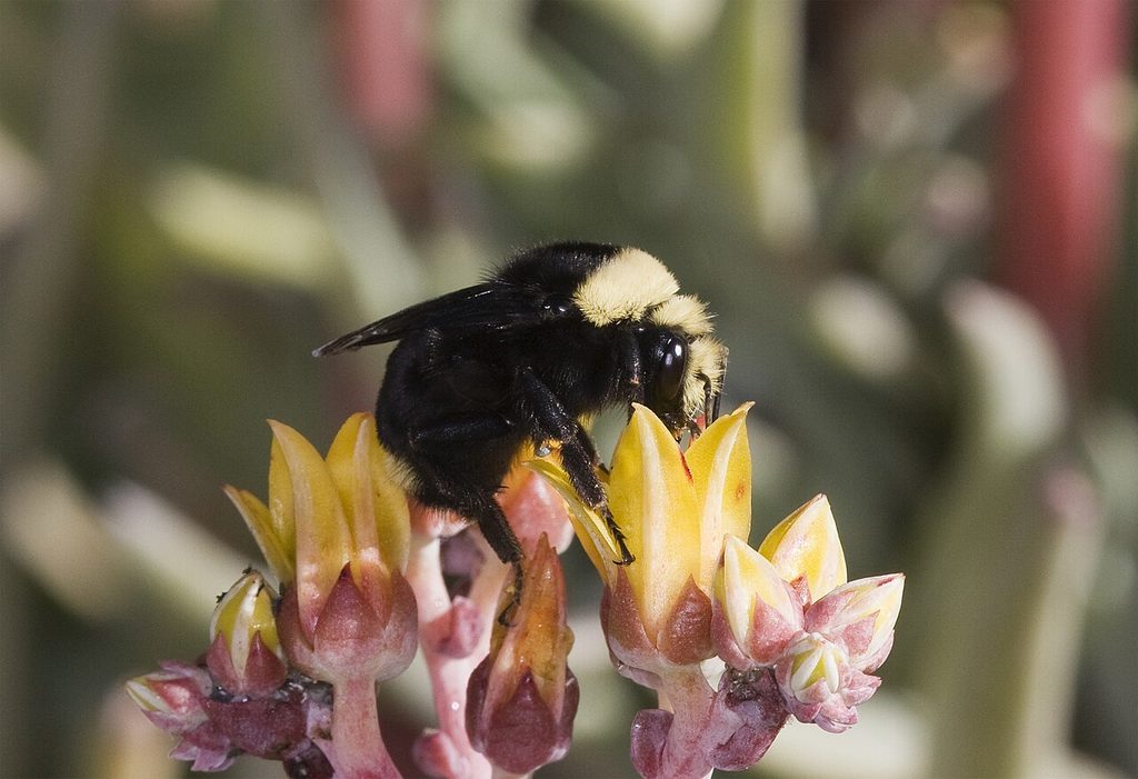 bees, oregon, humor, unofficial field guide, insects, mason bees, friend or foe, yellowjackets, bald faced hornet, PNW species