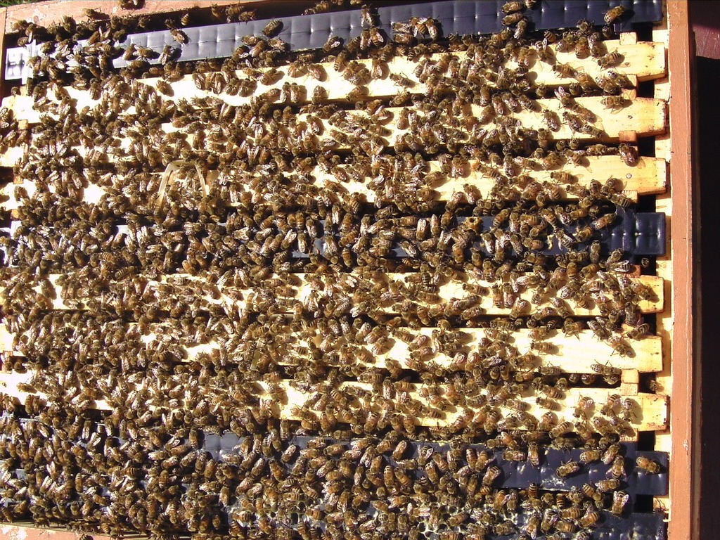 bees, oregon, humor, unofficial field guide, insects, mason bees, friend or foe, yellowjackets, bald faced hornet, PNW species