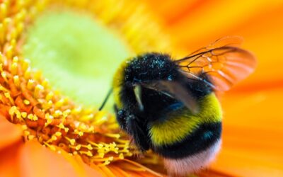 A Field Guide to Oregon’s Flying Stripey Things: Bees, Bumblebutts, Tiny Pollinators, and Ones That Definitely Aren’t Bees