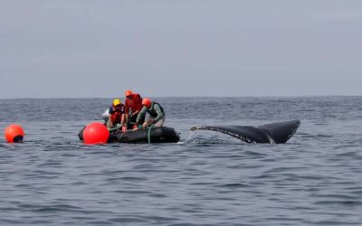 Young Humpback Whale Tangled in Fishing Gear Rescued Off Newport, But Devastating Injury Could Still Be Fatal