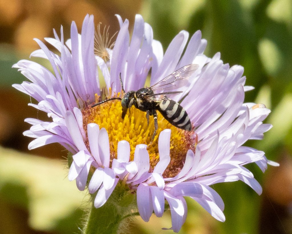 bees, oregon, humor, unofficial field guide, insects, mason bees, friend or foe, yellowjackets, bald faced hornet, PNW species